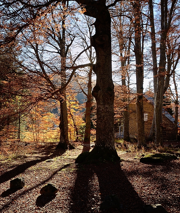 20161101-032-Taillefer.jpg - De retour au parking : encore de beaux hetres