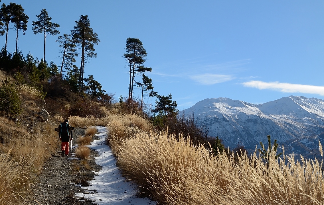 20161112-005-SoleilBoeuf.jpg - Dans les pinèdes au-dessus de Barcelonnette