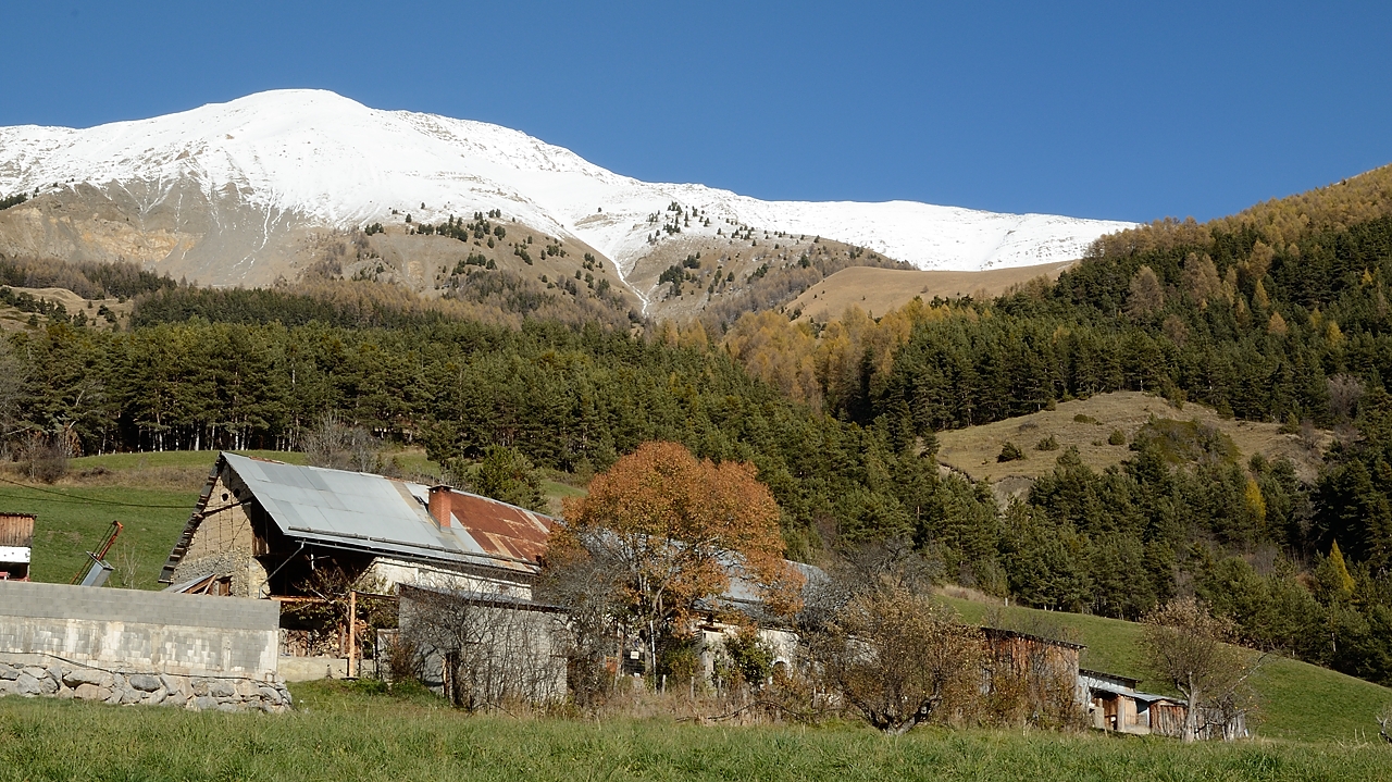 20161112-022-SoleilBoeuf.jpg - La belle ferme de Basse Chalanche