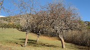 20161112-024-SoleilBoeuf