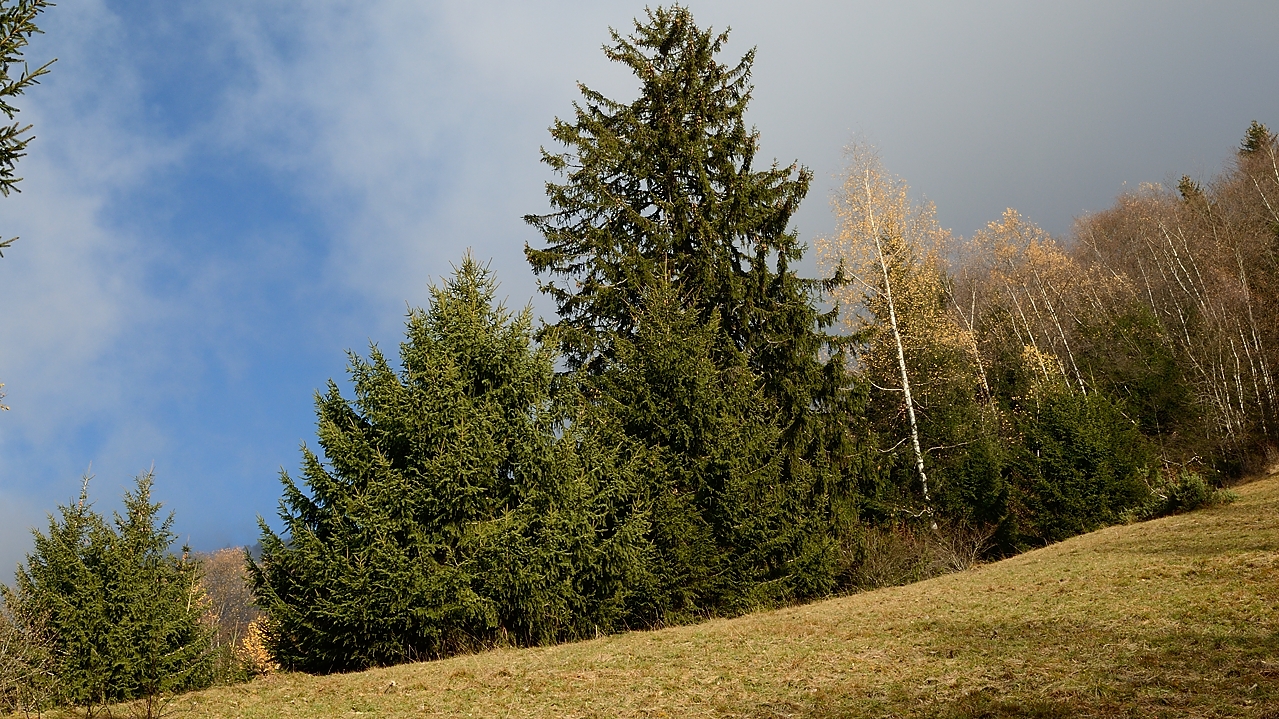20161126-034-Margeriaz.jpg