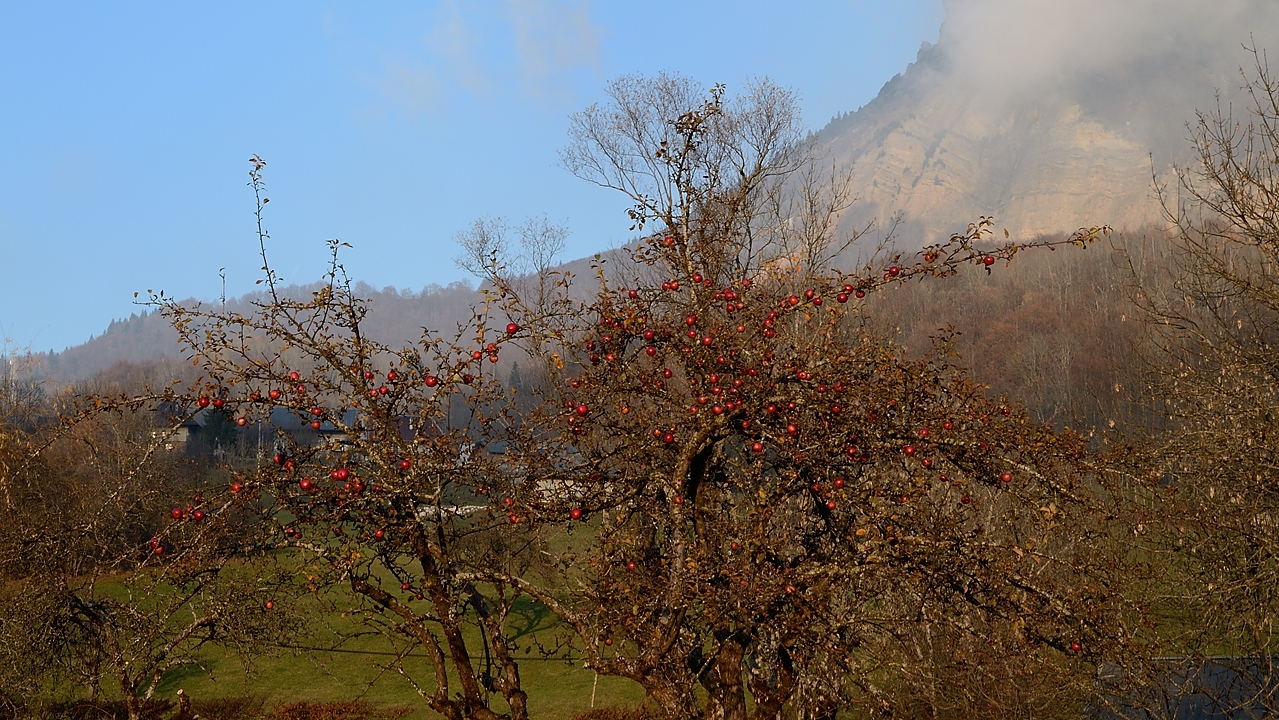 20161126-037-Margeriaz.jpg - De retour au parking : tres belles les pommes, mais non, pas très bons a manger