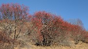 20161204-038-SignalHomme