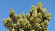 20161218-010-Essaure