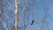20170319-071-Kazan