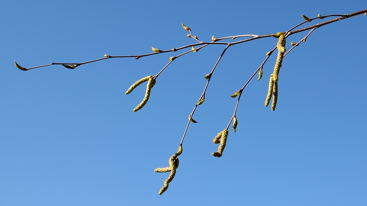 20170427-014-ETAPS-Uppsala.jpg - Early spring