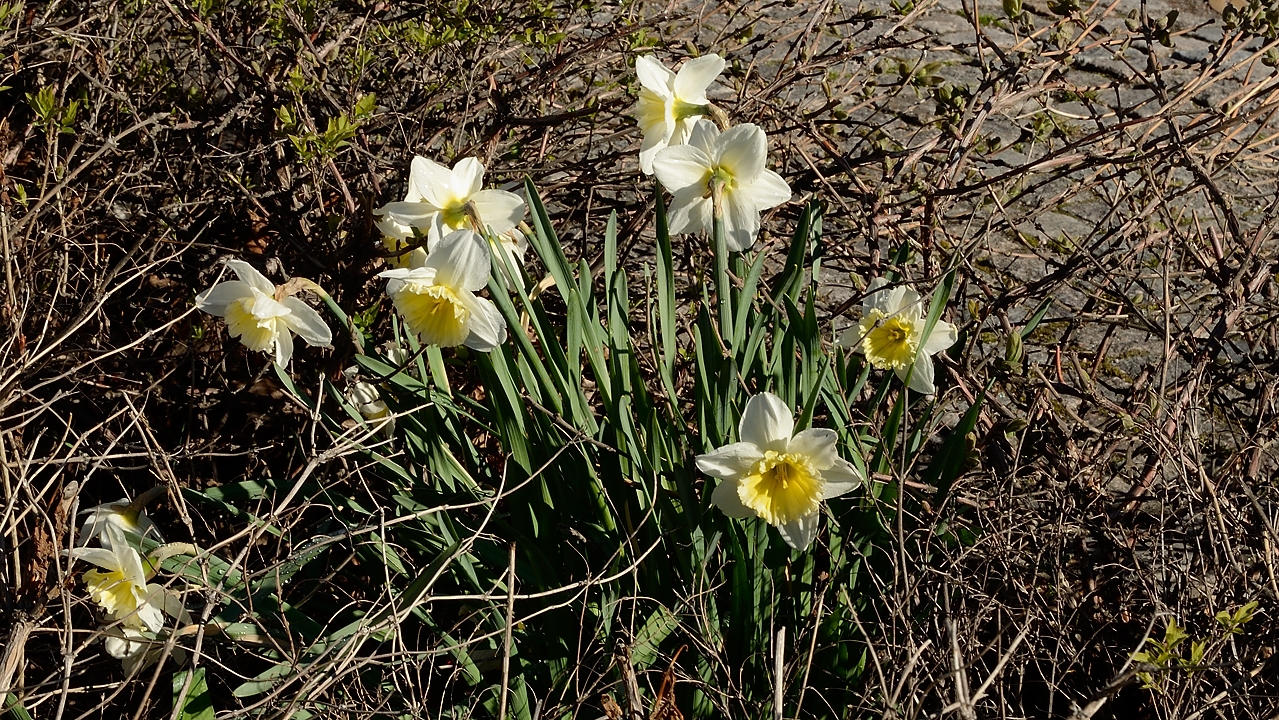 20170427-023-ETAPS-Uppsala.jpg - Early spring