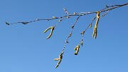 20170427-014-ETAPS-Uppsala
