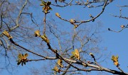 20170427-021-ETAPS-Uppsala