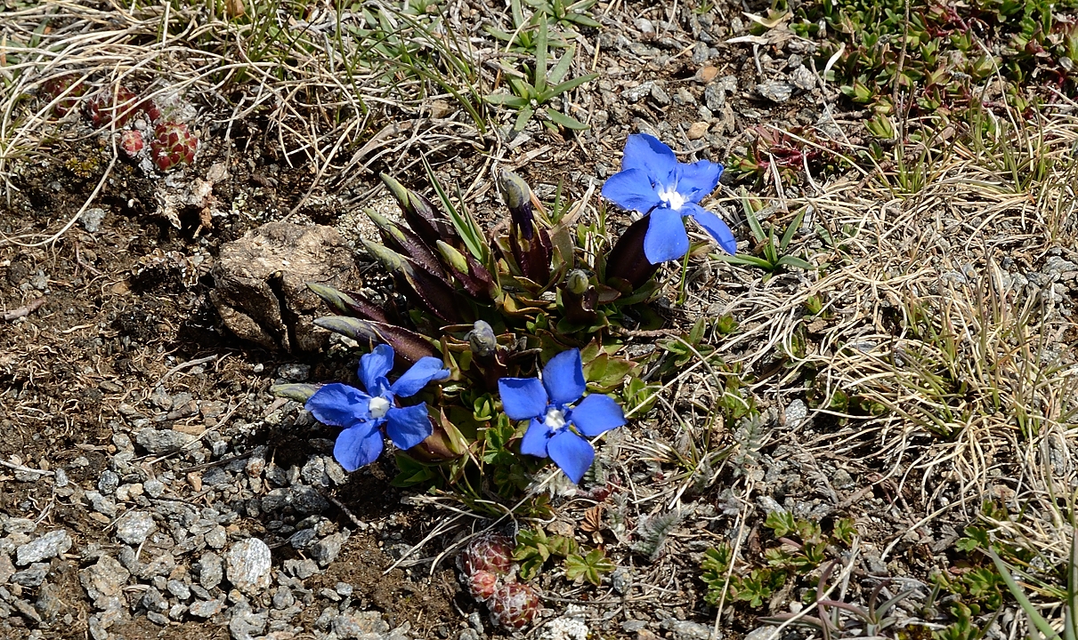 20170522-024-PteColerin.jpg - Au refuge, bien au soleil il y a  deja les gentianes (en fait, j'en ai vu bien plus haut deja)
