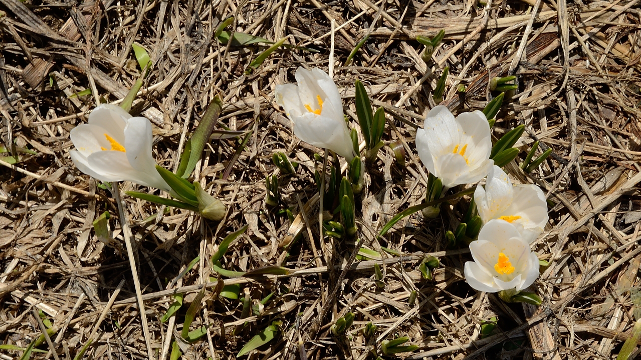 20170522-028-PteColerin.jpg - ... et des crocus