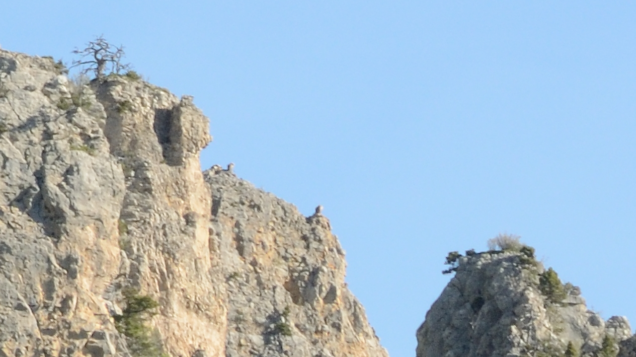 20170525-018-Archiane.jpg - Sur les rochers il y en a d'autres, nous croyons d'abord que c'est des nid, et qu'il y a des jeunes, mais au fur et a mesure ils s'envolent tous ...