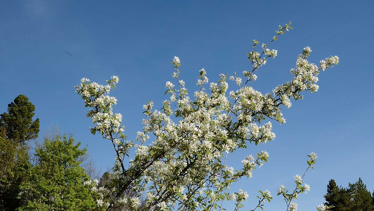 20170525-023-Archiane.jpg - Amelanchier