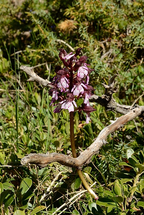 20170525-031-Archiane.jpg - Orchis pourpre