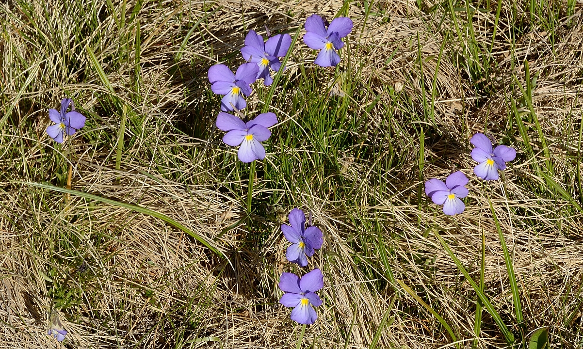 20170525-036-Archiane.jpg - Pensées des Alpes (calcarata)