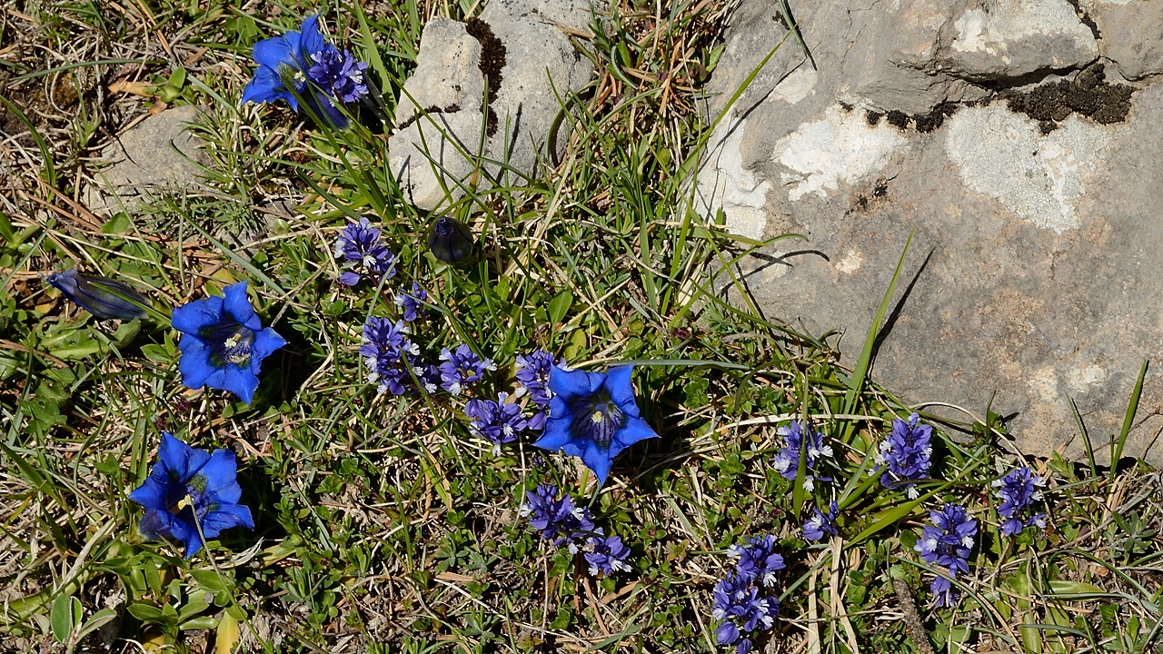 20170525-038-Archiane.jpg - Gentiane ... de Koch, on dirait ... et des polygala