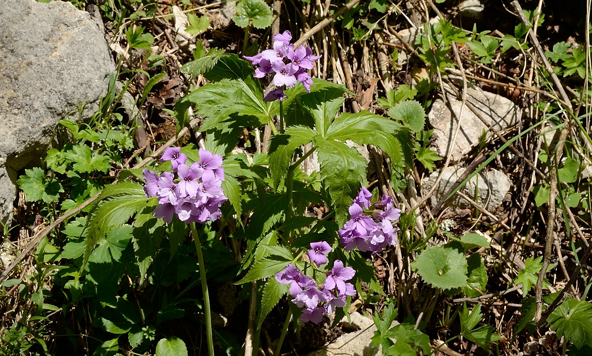 20170525-049-Archiane.jpg - Dans les gorges on trouve des cardamines