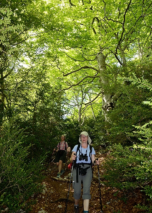 20170525-057-Archiane.jpg - Un peu plus bas c'est la foret de hetre