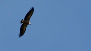 20170525-007-Archiane