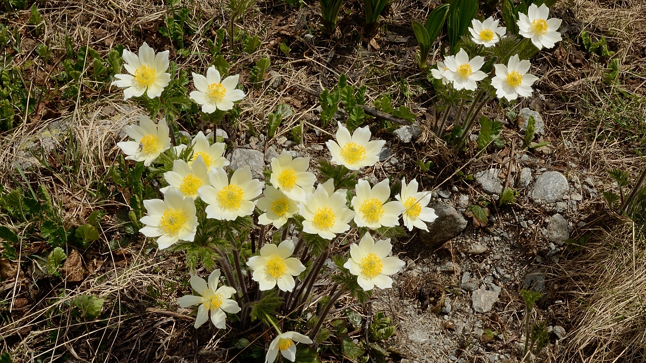 20170603-038-Levanna.jpg - Ensuite on arrive dans les petites fleurs (pulsatilles souffrées par exemple)