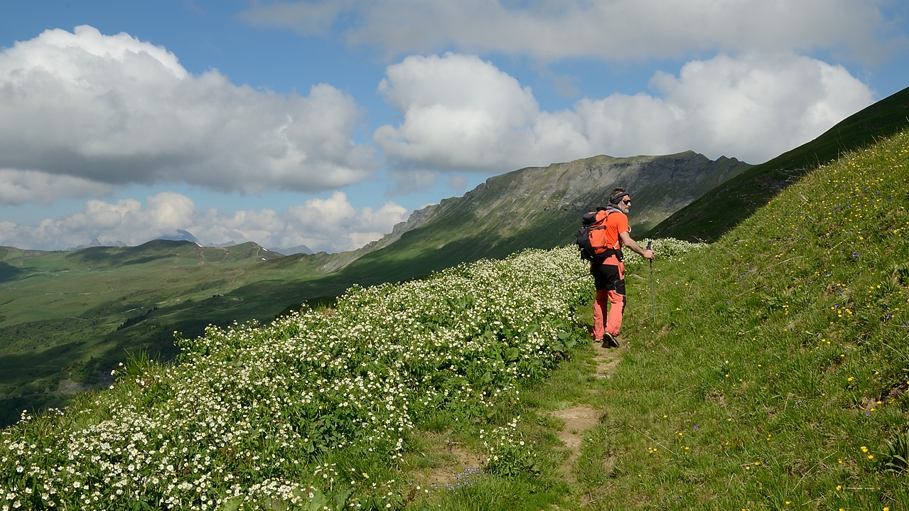 20170610-011-MontJoly.jpg - Pres blancs de renoncules dans la petite traversee apres le Chalet du Joly (ou on repasse en fin de journee)