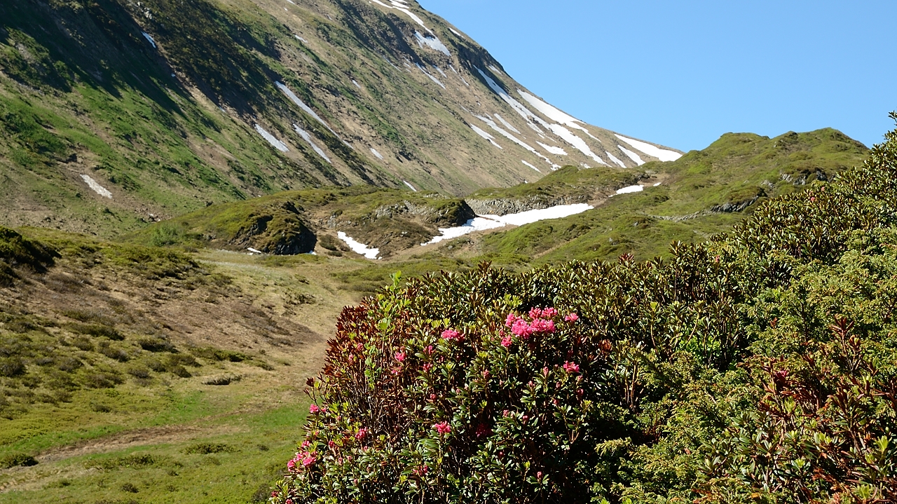 20170611-016-LacGirotte.jpg - Rhododendrons des Alpes un peu en-dessous  du Col Sallestet