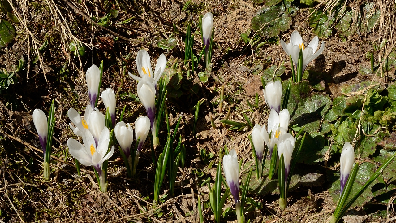 20170611-024-LacGirotte.jpg - Enfin de crocus un peu presentables