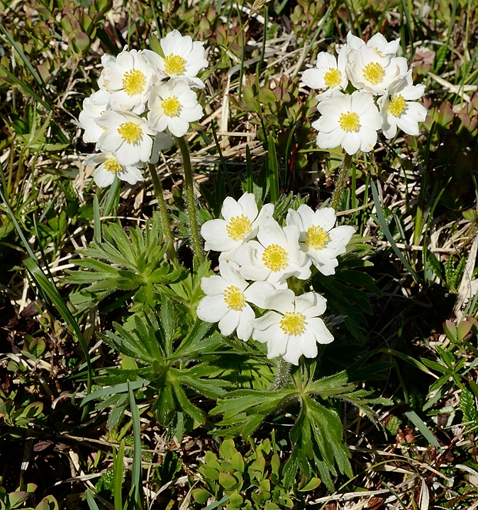 20170611-031-LacGirotte.jpg - Anemone a fleurs de narcisses avec ses fleurs groupees en ombelles