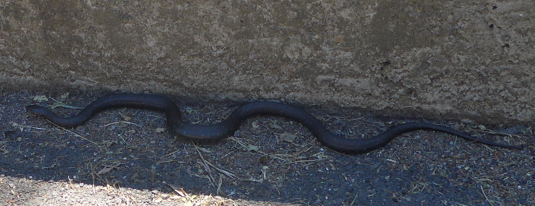 20170611-041a-LacGirotte-couleuvre.jpg - Un bel exemplaire de couleuvre a collier dite "melanique" (parait-il plutot rare dans nos regions) ...
