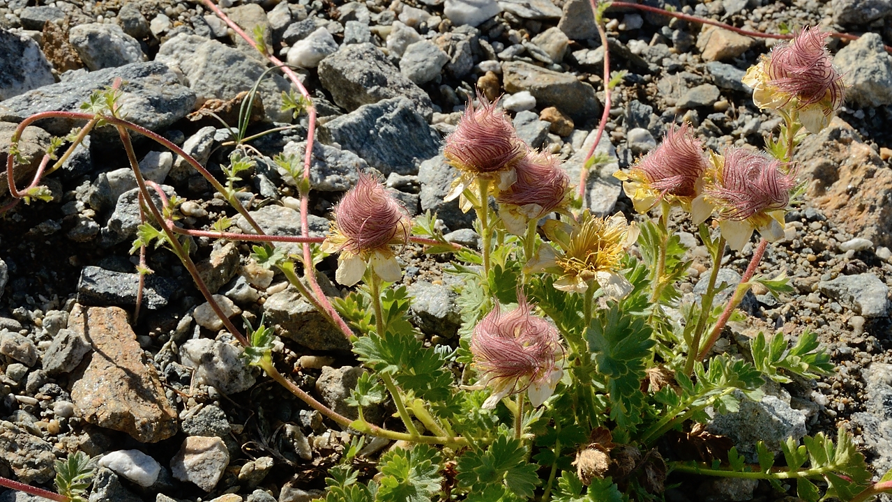 20170625-009-PlatDeSelle.jpg - La meme benoite rampante qui se trouve en fleur dans la serie de la semaine precedente
