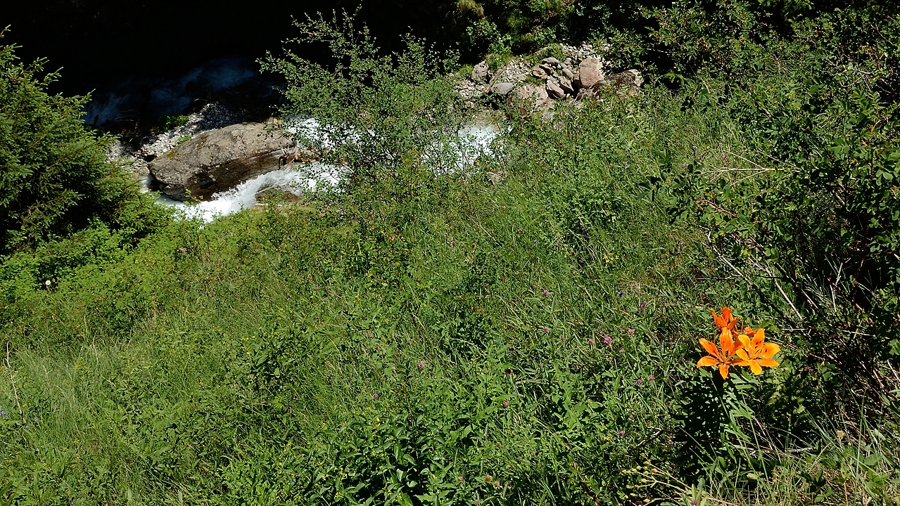 20170625-022-PlatDeSelle.jpg - Lys orangé au-dessus du Ruisseau de la Mariande