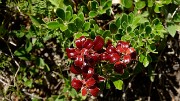 20170625-023-PlatDeSelle