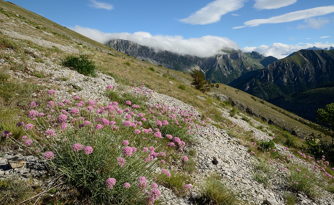 20170702-013-TeteClappe.jpg - Avec un peu de mal mais j'ai trouvé : Centranthe à feuilles étroites ou "lila d'Espagne" qui affectionne les éboulis ... et finalement c'est de la famille des Valerianes quand meme (maintenant caprifoliacees) et c'est bien "mediterranneen"