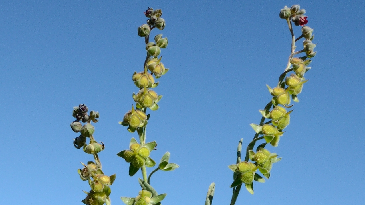 20170702-025-TeteClappe.jpg - ... ici le detail des fruits et fleurs (rouge/bruns mais en fin de saisons elles peuvent egalement etre bleu parait-il)
