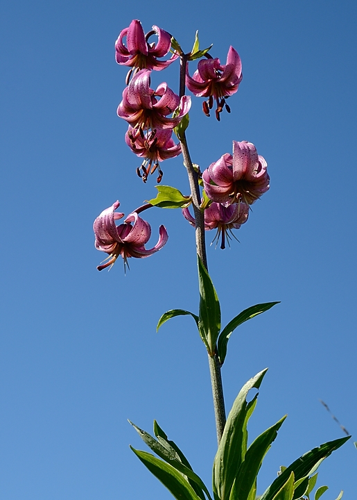 20170702-028-TeteClappe.jpg - Lis martagon, cette fois bien en fleur