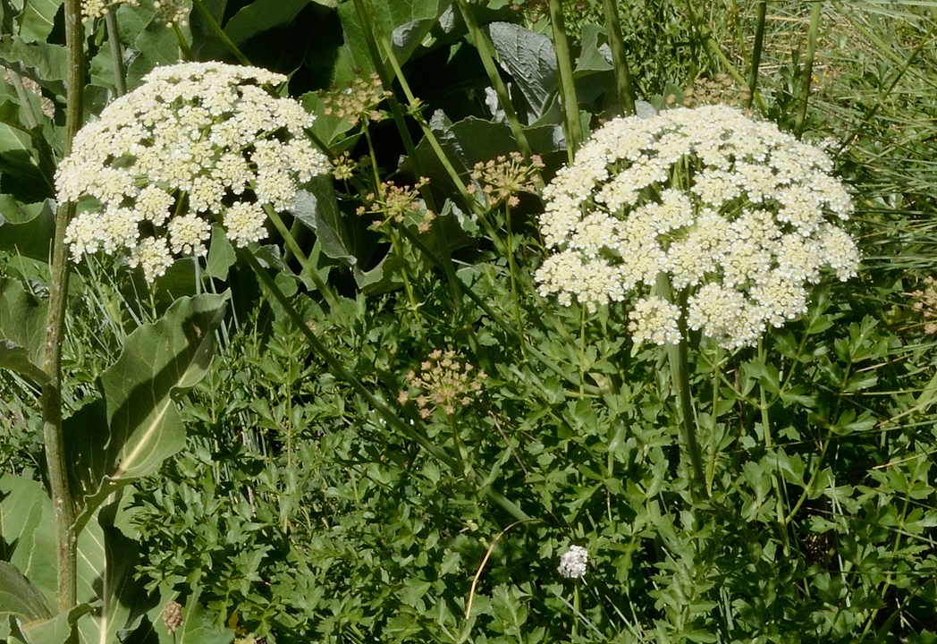 20170702-042-TeteClappe.jpg -  ... ici on voit mieux les feuilles
