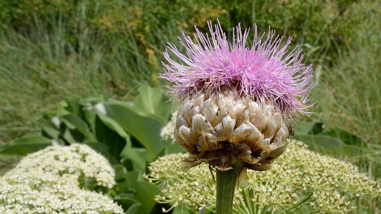 20170702-043-TeteClappe.jpg - Encore jamais vu cette grande fleur qui rappelle un peu l'artichot : Rhapontique à feuilles d'Aunée  qui pousse sur le calcaire (un peu mais plus vraiment de la famille des centaurees si je comprends bien). Pas facile a determiner parait-il a ... un joli blog sur http://monerbier.canalblog.com/archives/2016/08/27/34204891.html
