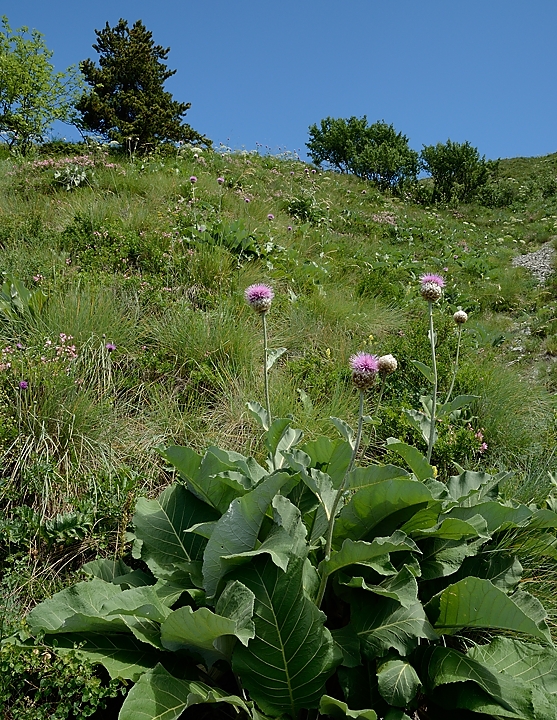 20170702-046-TeteClappe.jpg -  ... ici la plante complete et son environnement