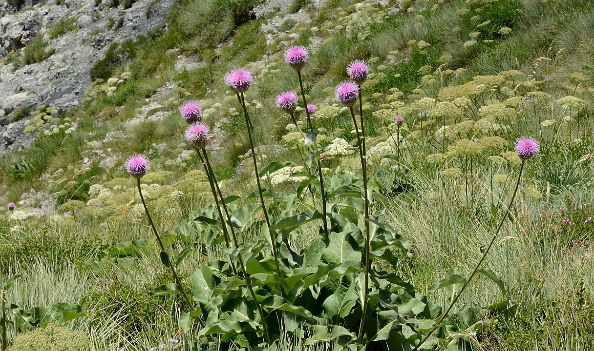 20170702-049-TeteClappe.jpg -   ...