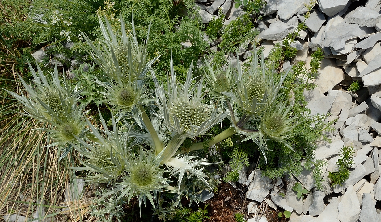 20170702-053-TeteClappe.jpg - Epine-Blanche ou panicaut blanc, cousin du célèbre Chardon bleu des Alpes. Pour la petite histoire, il fait partie de la famille des apiacées, et non des astéracées comme tous les autres chardons et cirses.