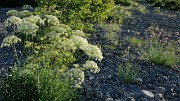 20170702-005-TeteClappe