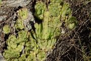 20170702-010-TeteClappe