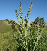 20170702-026-TeteClappe