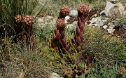 20170702-031-TeteClappe