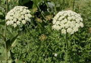 20170702-042-TeteClappe