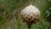 20170702-044-TeteClappe