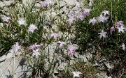 20170702-054-TeteClappe
