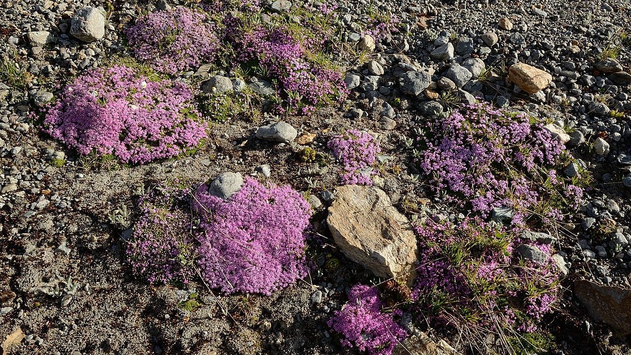 20170708-010-Quirlies.jpg - Par endroit le sol est rouge de coussins de silenes acaules  ...
