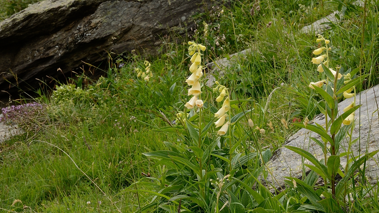 20170708-030-Quirlies.jpg - ... avec des digitales 