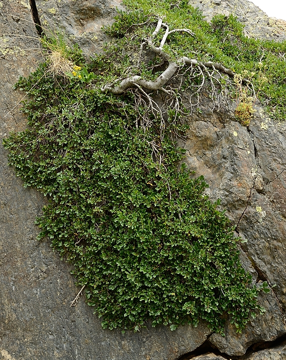 20170708-033-Quirlies.jpg - Etonnant ...